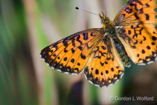 Butterfly In Flight_54383.jpg - Silver-bordered Fritillary (Boloria selene) photographed along the Rideau Canal Waterway at the Baxter Conservation Area near Kars, Ontario, Canada.